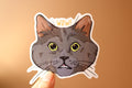 Surprised Cat Sticker: Glossy Laptop Decal, Water Resistant
