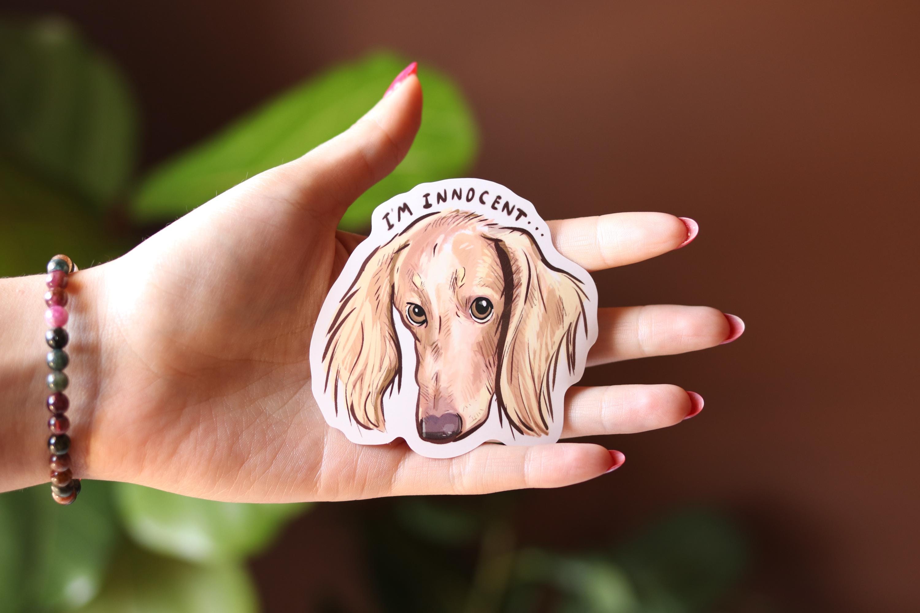 Cream Dachshund Sticker: "I'm Innocent" Vinyl Decal