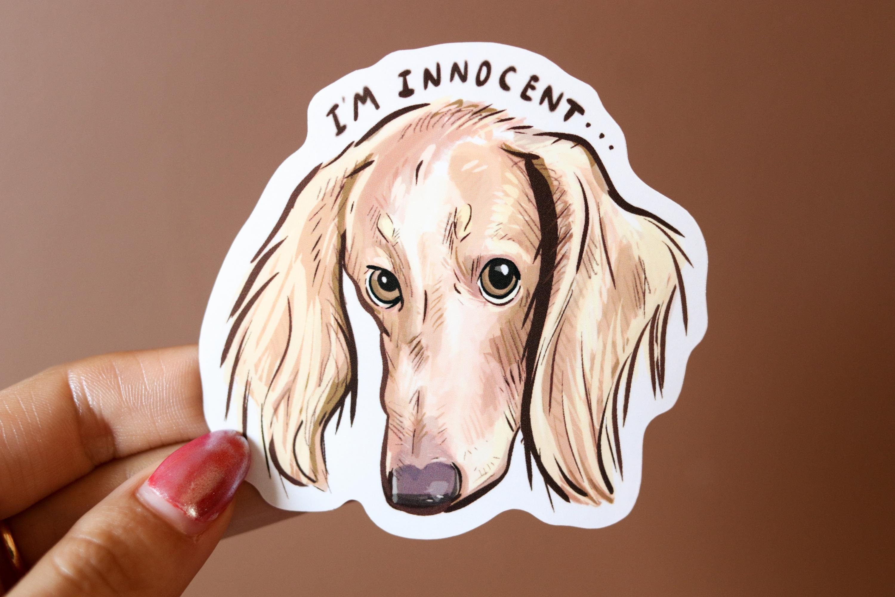 Cream Dachshund Sticker: "I'm Innocent" Vinyl Decal