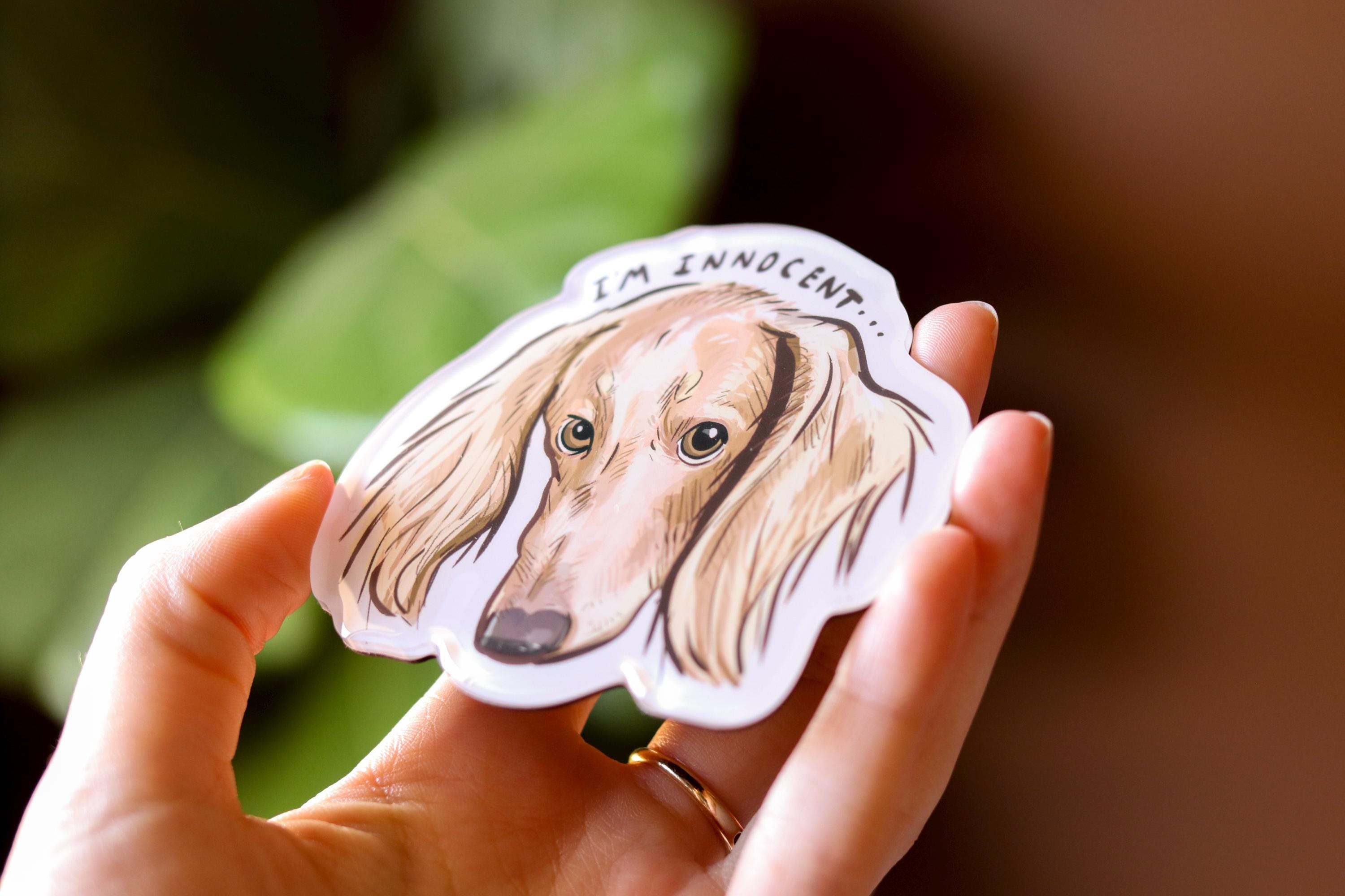 Cream Dachshund Magnet "I'm Innocent" | Dog themed Epoxy Magnet