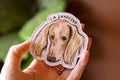 Cream Dachshund Magnet "I'm Innocent" | Dog themed Epoxy Magnet