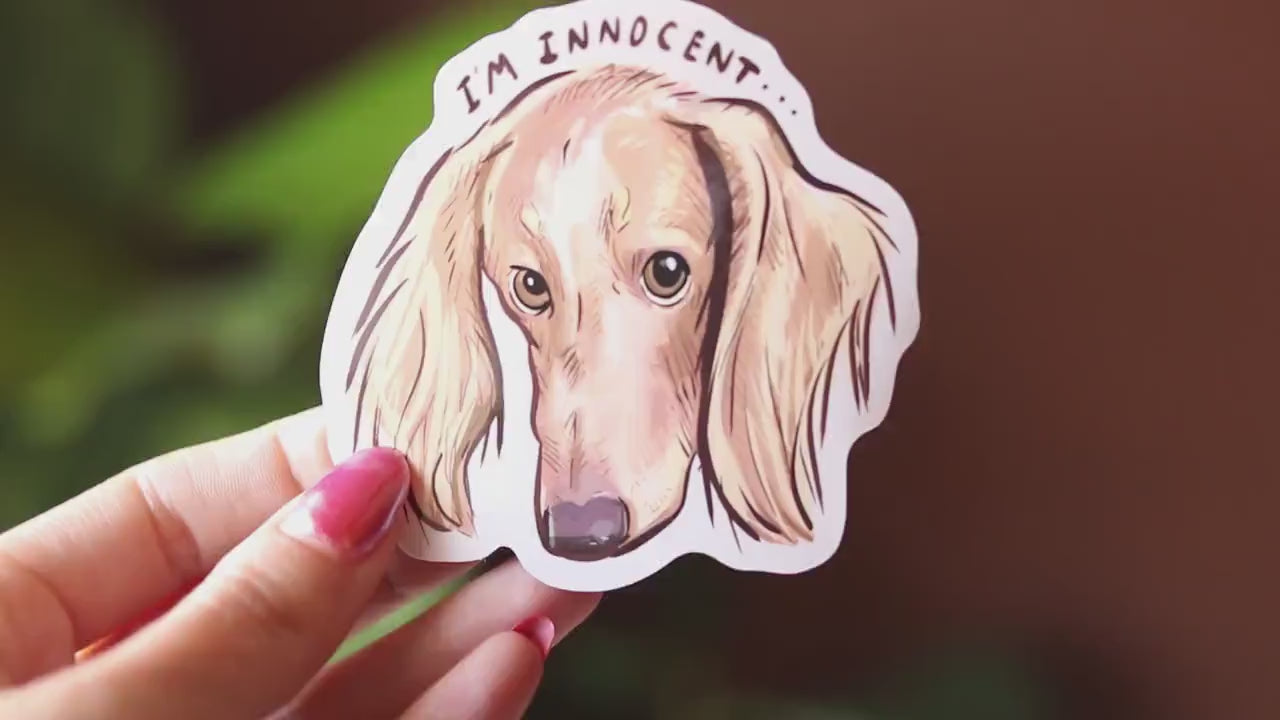 Cream Dachshund Sticker: "I'm Innocent" Vinyl Decal